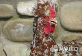 Петушки 