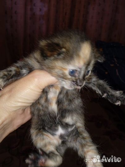 Котёнок
