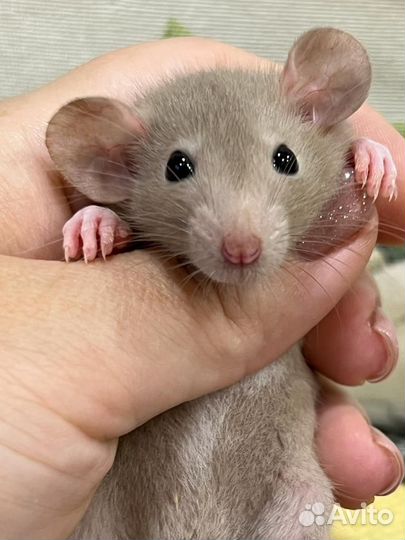 Декоративные Крысята крыски Дамбо