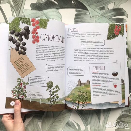 Фруктовые истории. Наталья Преображенская. Фиксики