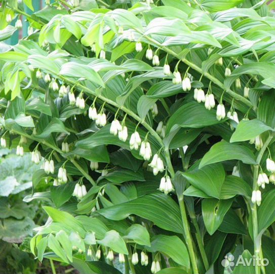 Купена многолетняя