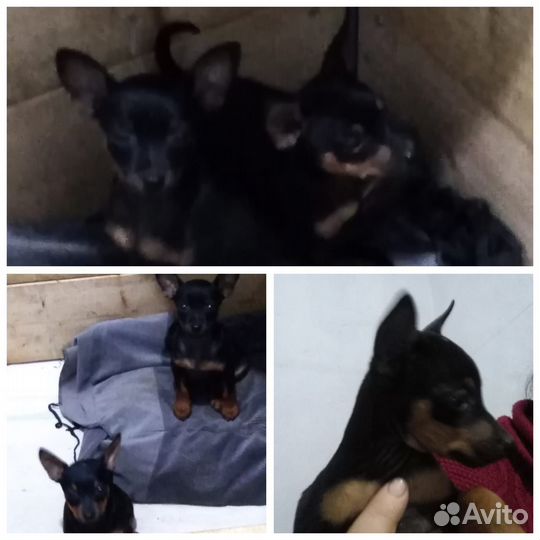 Щенки цвергпинчера