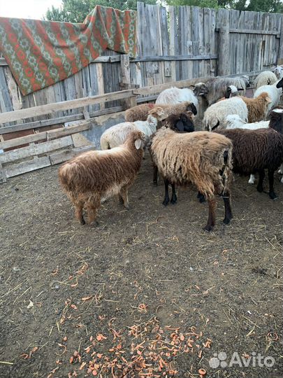 Курдючные бараны овцы