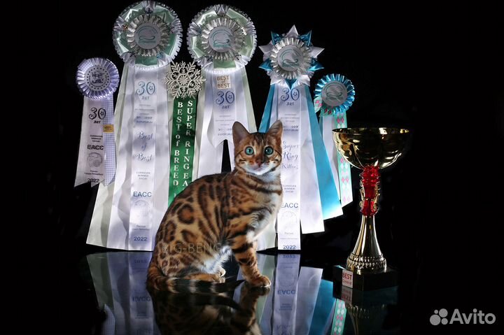 Элитный бенгальский котик