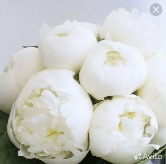 Пион, Дюшес