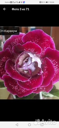 Глоксиния лист укоренившиеся