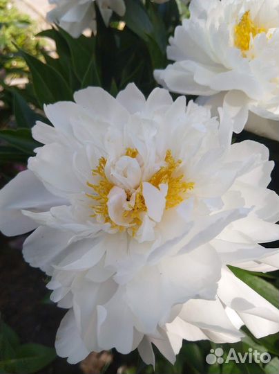 Пион Miss America