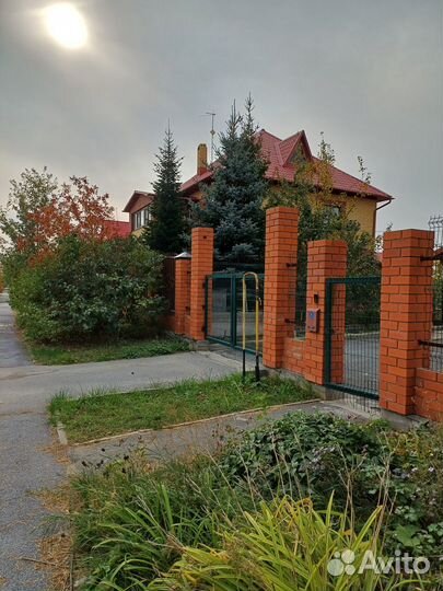 Ели взрослые