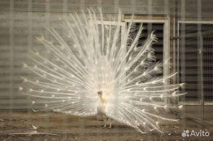 Продажа фазанов, павлинов