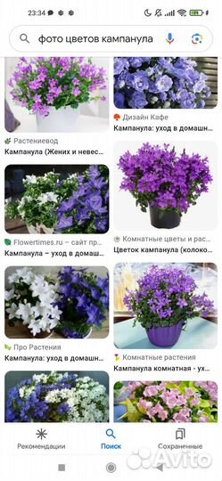 Кампанула махровая и обычная