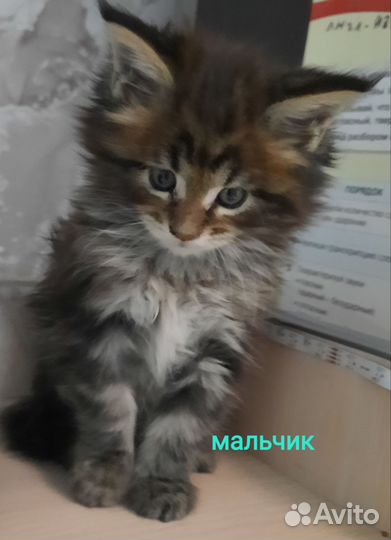 Котята мейн-кун