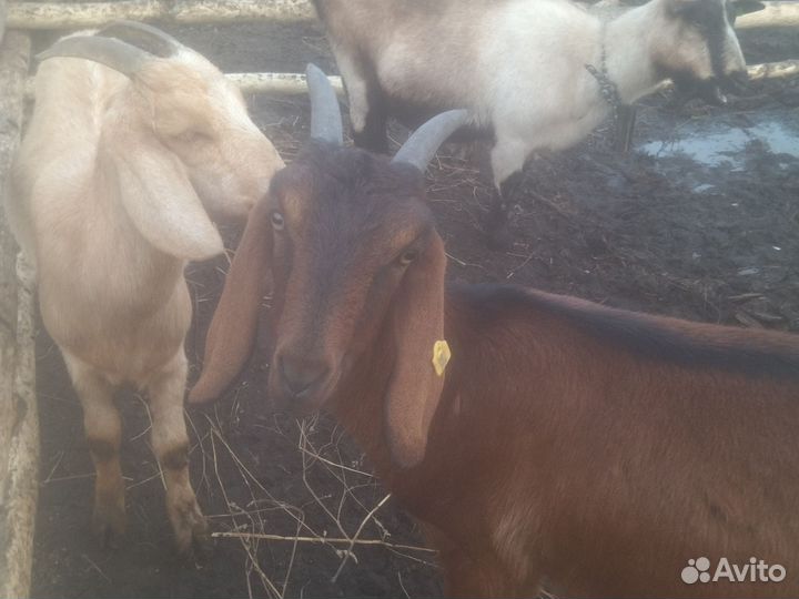 Дойные козы