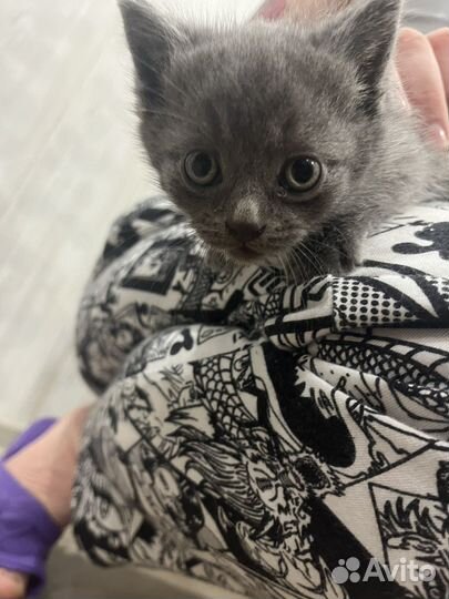 Котенок мальчик