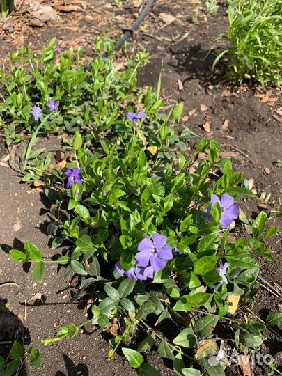 Почвопокровные многолетники