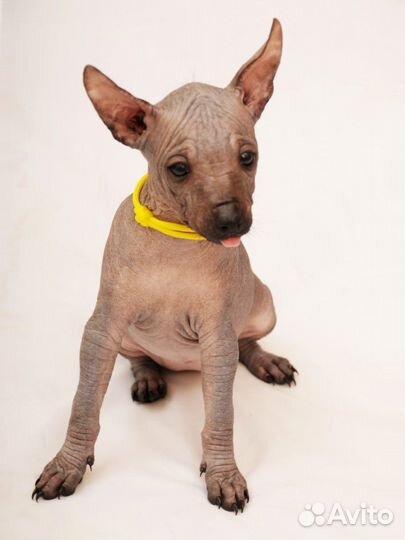 Щенки ксолоитцкулинтли