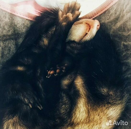 Передержка маленьких животных(кошек/собак не беру)