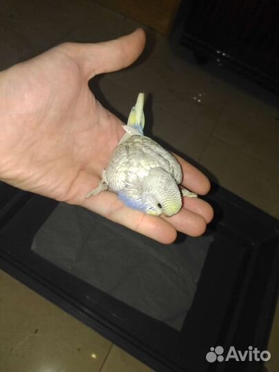 Волнистый попугай молодняк продам