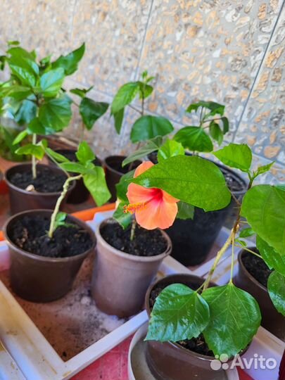 Гибискус китайская роза