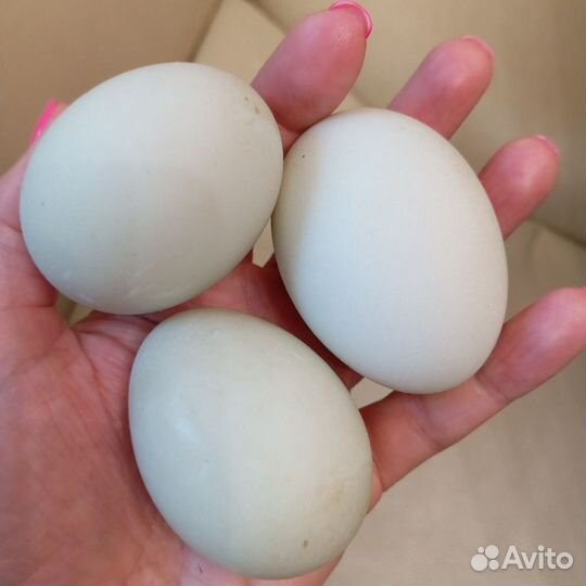 Инкубационное яйцо индийского бегунка