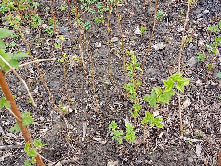 Саженцы малины ремонтантной