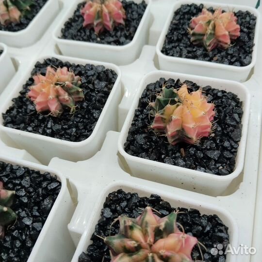 Gymnocalycium mihanovichii var. 6,5см горшок