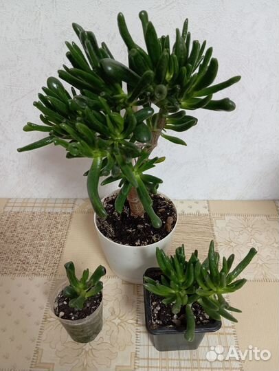 Толстянка красуля Хоббит