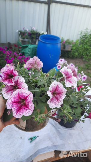 Рассада петунии