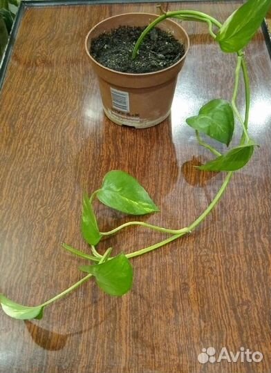 Сциндапсус