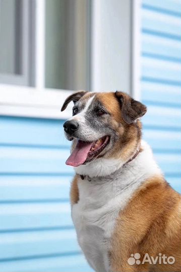 Собаки бесплатно, приют, готовы к отправке