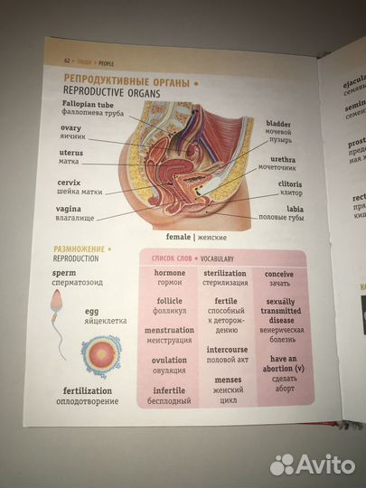 Визуальный англо-русский словарь.Издательство аст