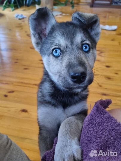 Щенок в доьрые руки