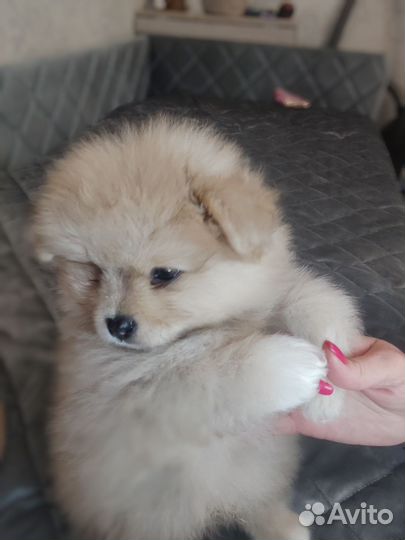 Щенки шпица