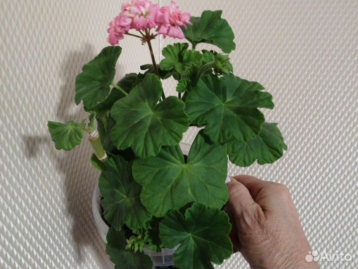 Пеларгония розебудная