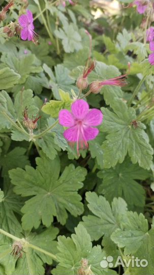 Пеларгония садовая