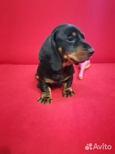 Кроличья такса