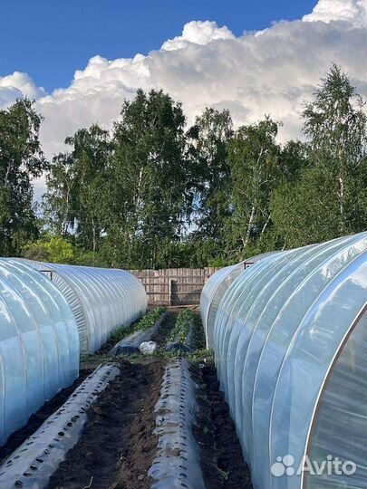 Клубника свежая, домашняя, фермерская, Уральская