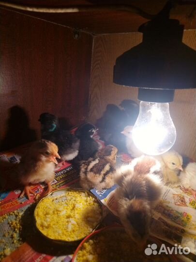 Цыплята разные