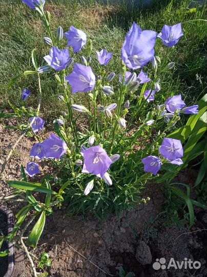 Многолетние садовые растения