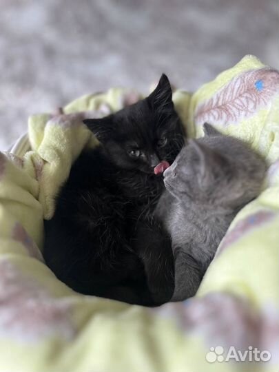 Котята в добрые руки