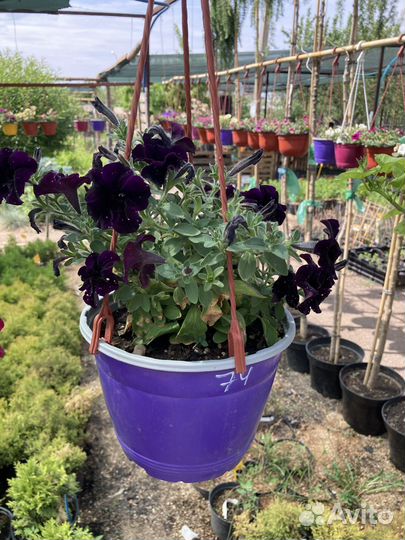 Вегетативная петуния для озеленения