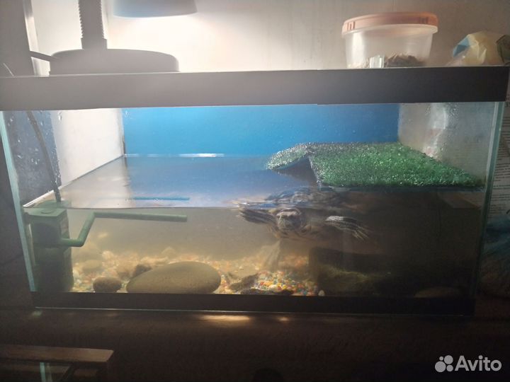 Красноухая черепаха с аквариумом