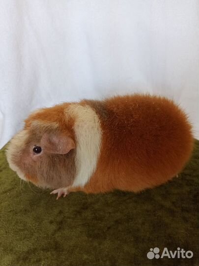 Морские свинки Американский Тедди