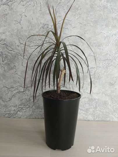 Пальма драцена