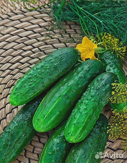 Огурец Изобильный F1 0,25 гр ц.п