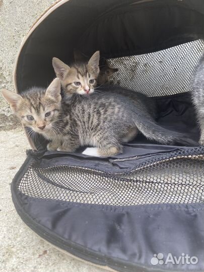 Котята в добрые руки 2 девочки