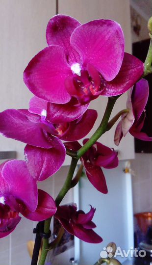 Орхидея фаленопсис