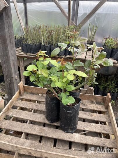 Растения для сада