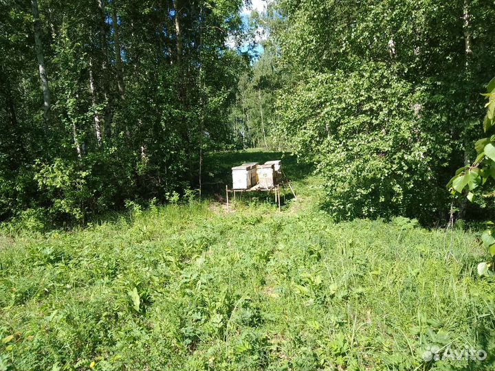 Пчеломодуль