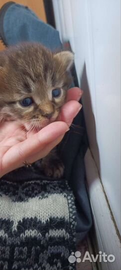 Котёнок