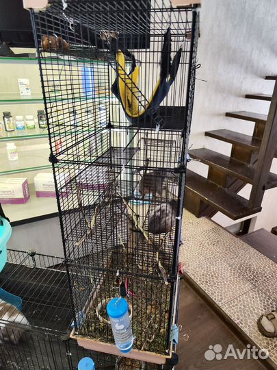 2 Белки дегу + клетка